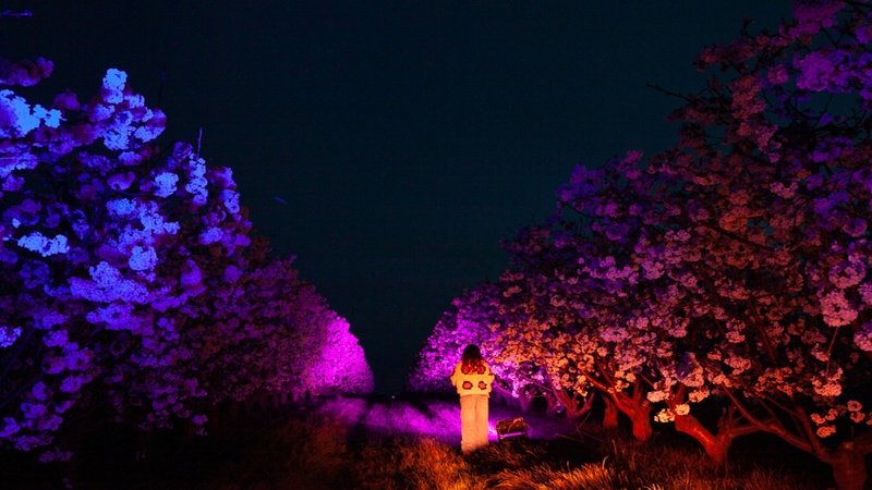 Blossom By Light 1
