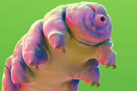 Moss Piglet