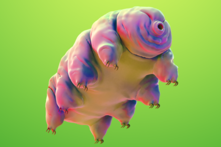 Moss Piglet