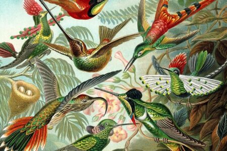 Choristers of Flight